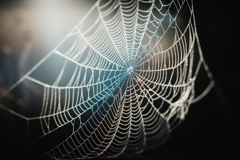 Do Spiders Poop? The Truth About Arachnid Waste